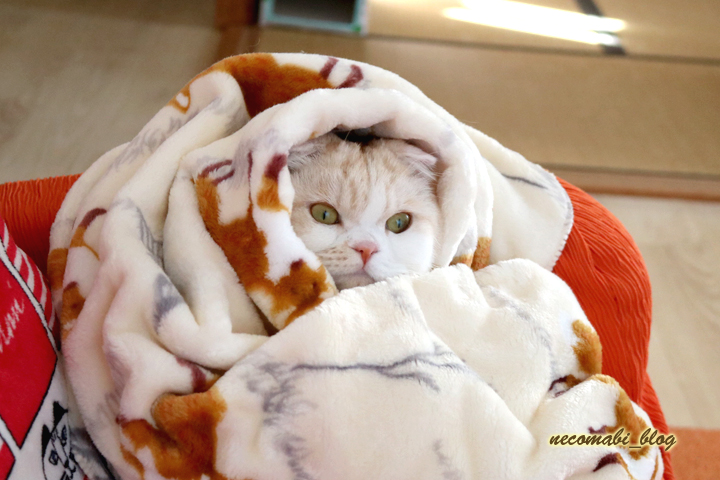 寒い日が続きます、こんな日は毛布に包まれます♪