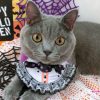 久々のガチャ！！ねこハロウィンちゃん～パーティーカラー～