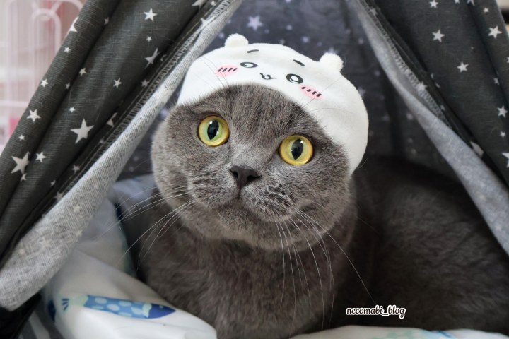 キタンクラブ,かわいい かわいい ねこのかぶりもの,ねこのかぶりもの,かぶり物,ちいかわ,カプセルトイ,スコティッシュフォールド,猫,まびこ,ブリティッシュショートヘア,コロ助,ブログ