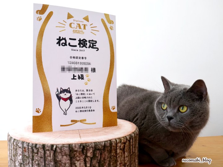 スコティッシュフォールド,ブログ,まびこ,ブリティッシュショートヘア,コロ助,猫,ねこ検定,ねこ検定2025,第８回ねこ検定,上級,合格認定証,検定,資格,合格率,オンライン