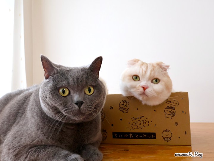 スコティッシュフォールド,ブログ,まびこ,ブリティッシュショートヘア,コロ助,猫,ねこ検定,ねこ検定2025,第８回ねこ検定,上級,合格認定証,検定,資格,合格率,オンライン