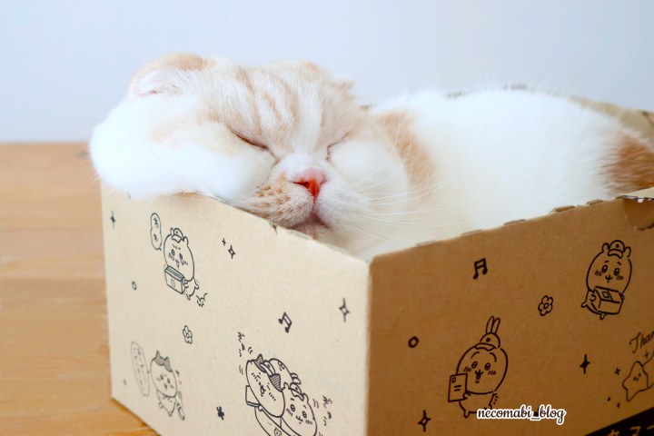 スコティッシュフォールド,ブログ,まびこ,ブリティッシュショートヘア,コロ助,猫,ミャクミャクマンチョコ,再版,売り切れ,販売店,値段,定価,通販,オンライン,目撃情報,大阪・関西万博,expo2025,どこで買える,購入方法