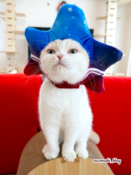 スコティッシュフォールド,ブログ,まびこ,ブリティッシュショートヘア,コロ助,猫,大阪・関西万博,expo2025,海外パビリオン,アメリカパビリオン,アメリカ館,USA,物販,お土産,アメリカパビリオン公式キャラクター,スパーク,スパークグッズ,どこで買える,値段,価格,おすすめ,みどころ,感想,口コミ,レポート,レビュー