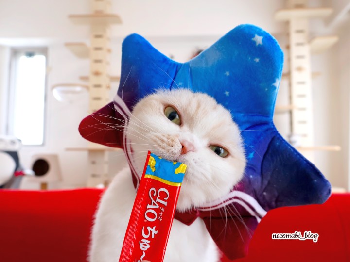 スコティッシュフォールド,ブログ,まびこ,ブリティッシュショートヘア,コロ助,猫,大阪・関西万博,expo2025,海外パビリオン,アメリカパビリオン,アメリカ館,USA,物販,お土産,アメリカパビリオン公式キャラクター,スパーク,スパークグッズ,どこで買える,値段,価格,おすすめ,みどころ,感想,口コミ,レポート,レビュー