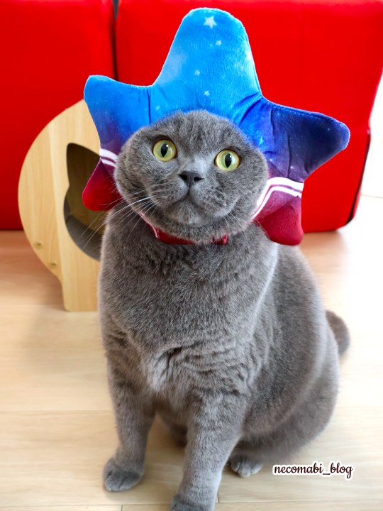 スコティッシュフォールド,ブログ,まびこ,ブリティッシュショートヘア,コロ助,猫,大阪・関西万博,expo2025,海外パビリオン,アメリカパビリオン,アメリカ館,USA,物販,お土産,アメリカパビリオン公式キャラクター,スパーク,スパークグッズ,どこで買える,値段,価格,おすすめ,みどころ,感想,口コミ,レポート,レビュー
