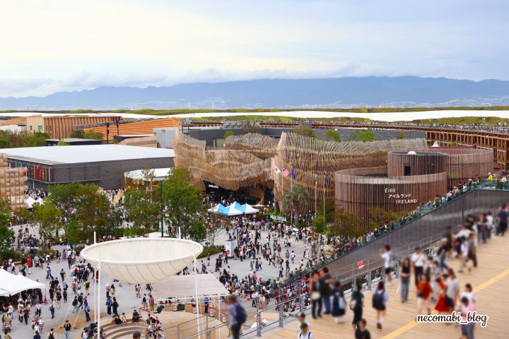 スコティッシュフォールド,ブログ,まびこ,ブリティッシュショートヘア,コロ助,猫,大阪・関西万博,expo2025,大屋根リング,大屋根リングからの景色,こみゃく,すしネーター,寿司,おすすめ,みどころ,感想,口コミ,レポート,レビュー