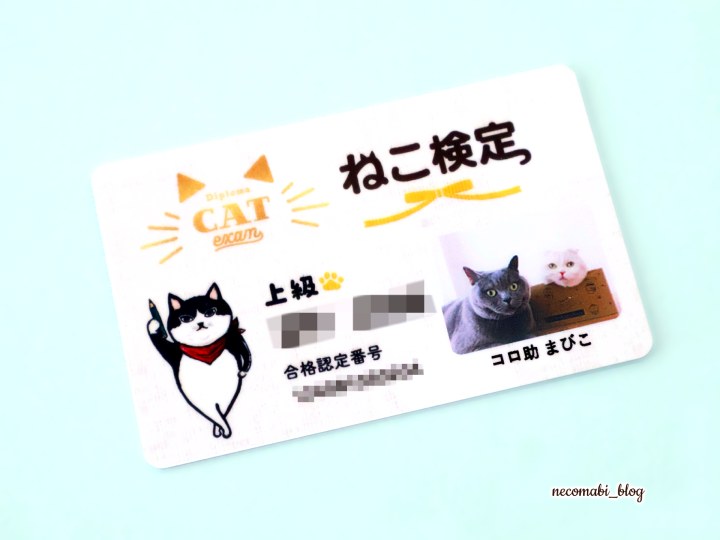 スコティッシュフォールド,ブログ,まびこ,ブリティッシュショートヘア,ブログ,コロ助,猫,検定,テキスト,本,資格,特典,有料特典,合格者特典,猫の検定,猫検定,ねこ検定,ねこ検定とは,感想,口コミ,レビュー