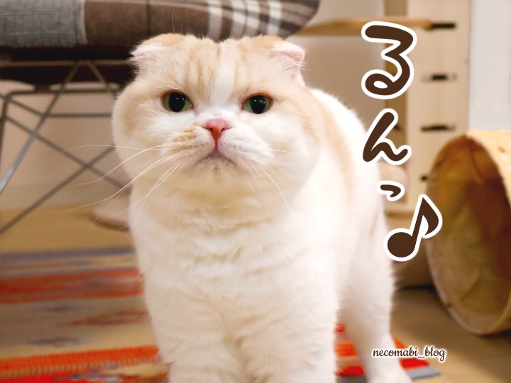 スコティッシュフォールド,ブログ,まびこ,ブリティッシュショートヘア,ブログ,コロ助,猫,検定,テキスト,本,資格,特典,有料特典,合格者特典,猫の検定,猫検定,ねこ検定,ねこ検定とは,感想,口コミ,レビュー