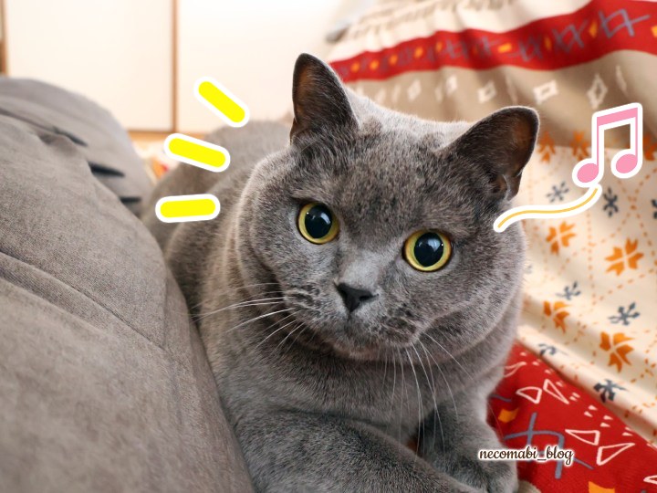 スコティッシュフォールド,ブログ,まびこ,ブリティッシュショートヘア,ブログ,コロ助,猫,検定,テキスト,本,資格,特典,有料特典,合格者特典,猫の検定,猫検定,ねこ検定,ねこ検定とは,感想,口コミ,レビュー