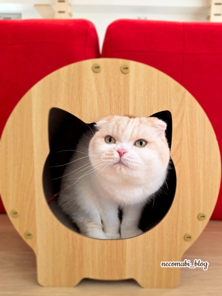 スコティッシュフォールド,ブログ,まびこ,ブリティッシュショートヘア,コロ助,猫,映画,劇場版,鬼滅の刃,無限城編,第一章 猗窩座再来,感想,レビュー,グッズ,パンチニードル,パンチニードル刺繍,ハンドメイド,狛治,恋雪